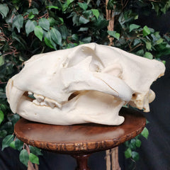 Lion Skull, XL (SALE)
