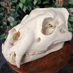Lion Skull, XL (SALE)