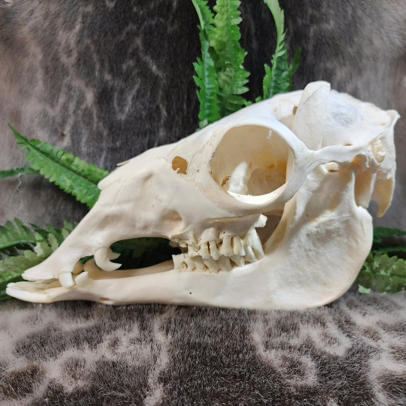 Llama Skull, A
