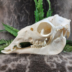 Llama Skull, A