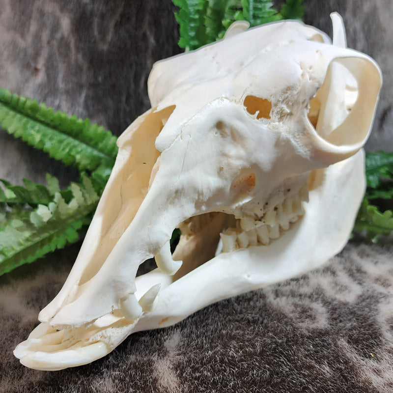 Llama Skull, A
