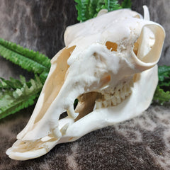Llama Skull, A