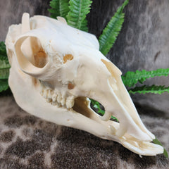 Llama Skull, A