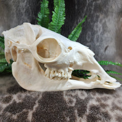 Llama Skull, A
