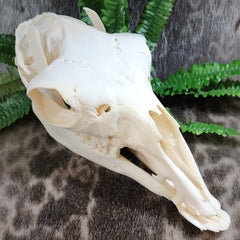 Llama Skull, A