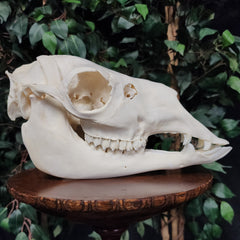 Llama Skull, B