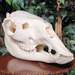 Llama Skull, B