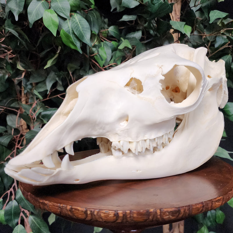 Llama Skull, B