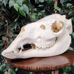 Llama Skull, B