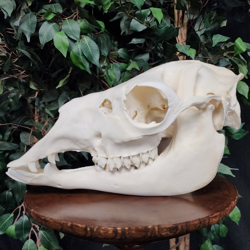 Llama Skull, B