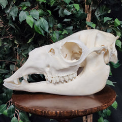 Llama Skull, B