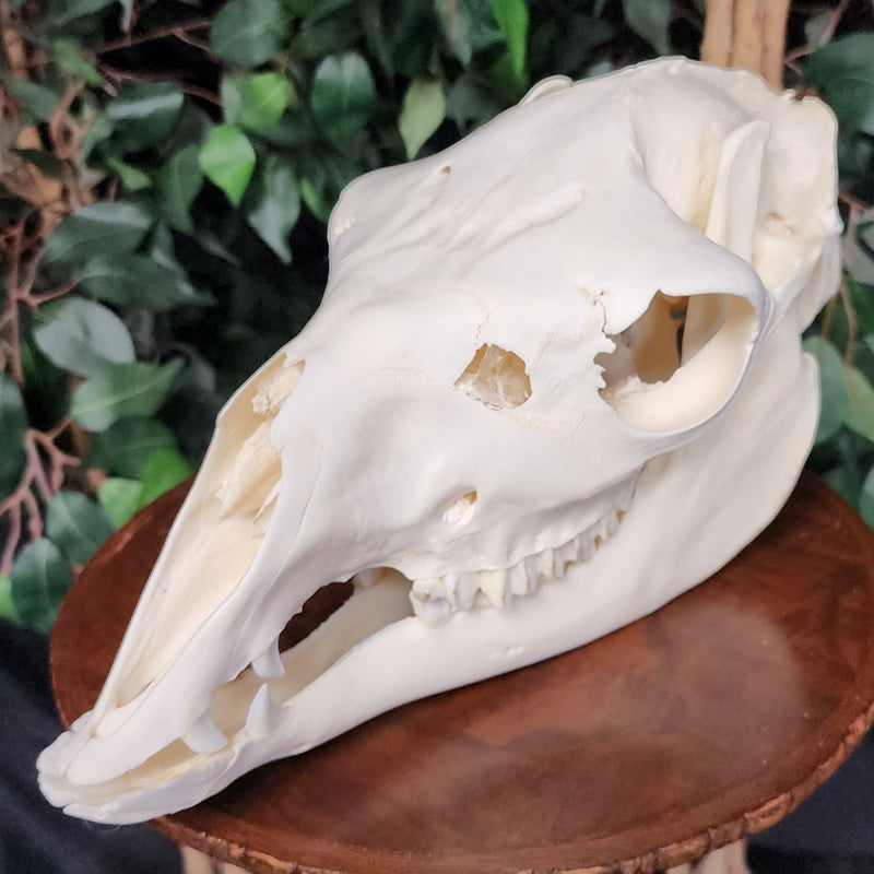 Llama Skull, B