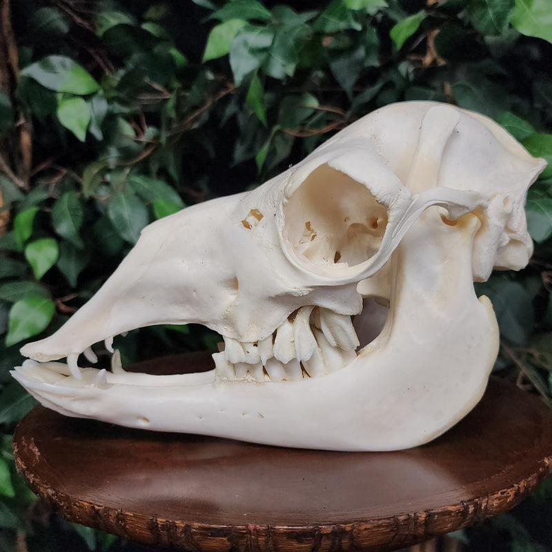 Alpaca Skull
