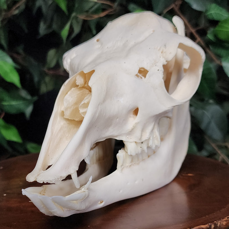 Alpaca Skull