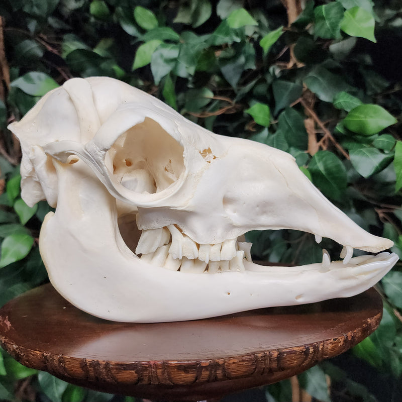 Alpaca Skull