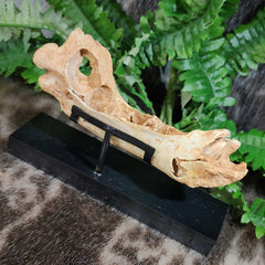 Cave Bear Cub Jaw (On Stand), A