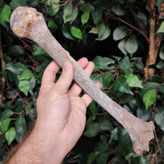 Human Humerus Bone A
