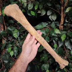 Human Tibia Bone B