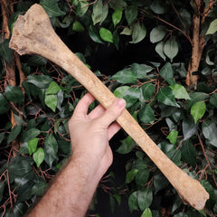 Human Tibia Bone B