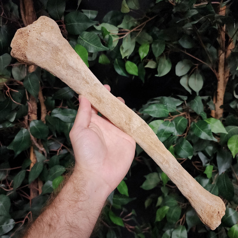 Human Tibia Bone C