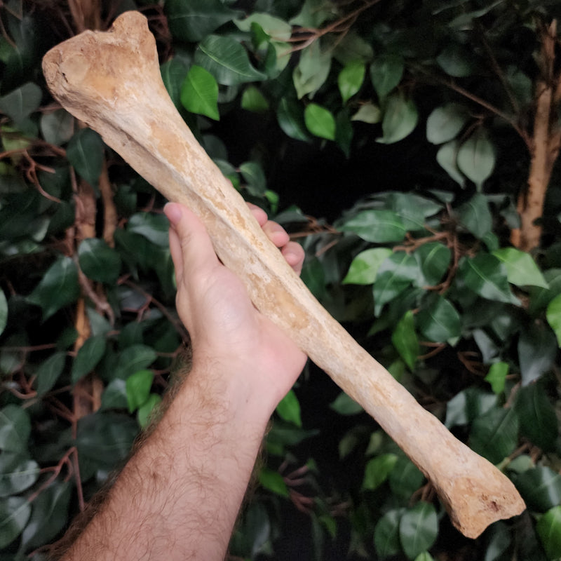 Human Tibia Bone C
