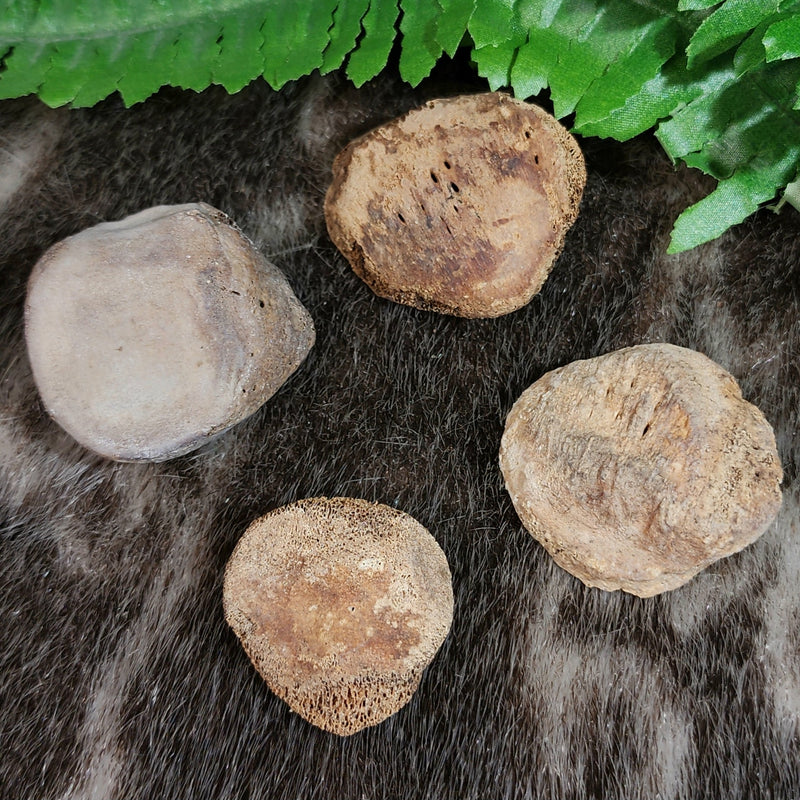 Human Patella (Kneecaps)