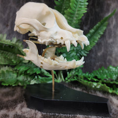 Exploded Dog Skull (Disarticulated), B