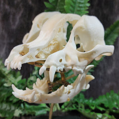 Exploded Dog Skull (Disarticulated), B