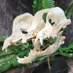 Exploded Dog Skull (Disarticulated), B
