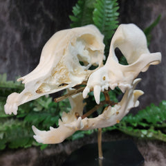 Exploded Dog Skull (Disarticulated), B