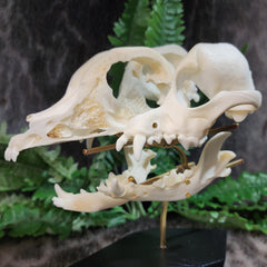 Exploded Dog Skull (Disarticulated), B