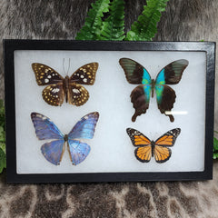 Butterfly Frame, Assorted