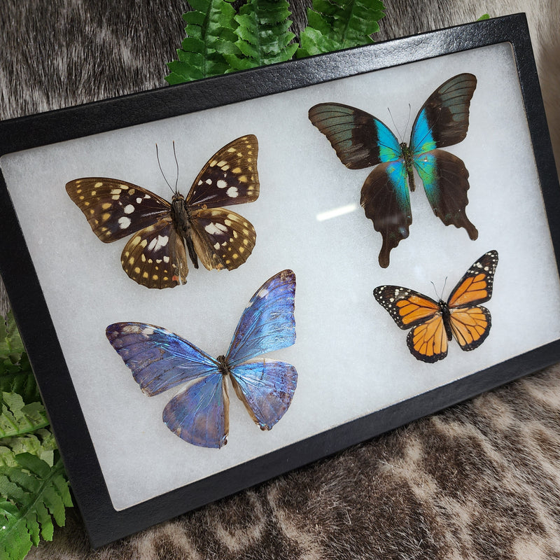 Butterfly Frame, Assorted