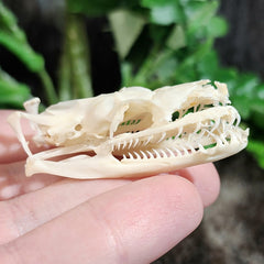 Red-Tailed Boa Constrictor Skull