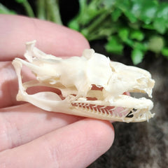 Red-Tailed Boa Constrictor Skull