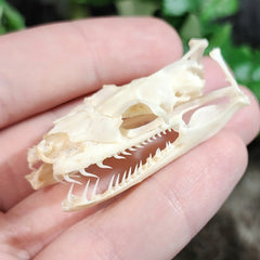 Red-Tailed Boa Constrictor Skull