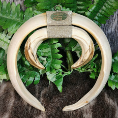 Warthog Tusk Set A, Vintage