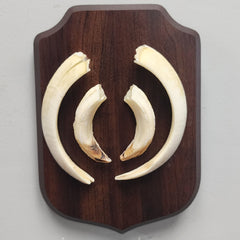 Warthog Tusk Set B