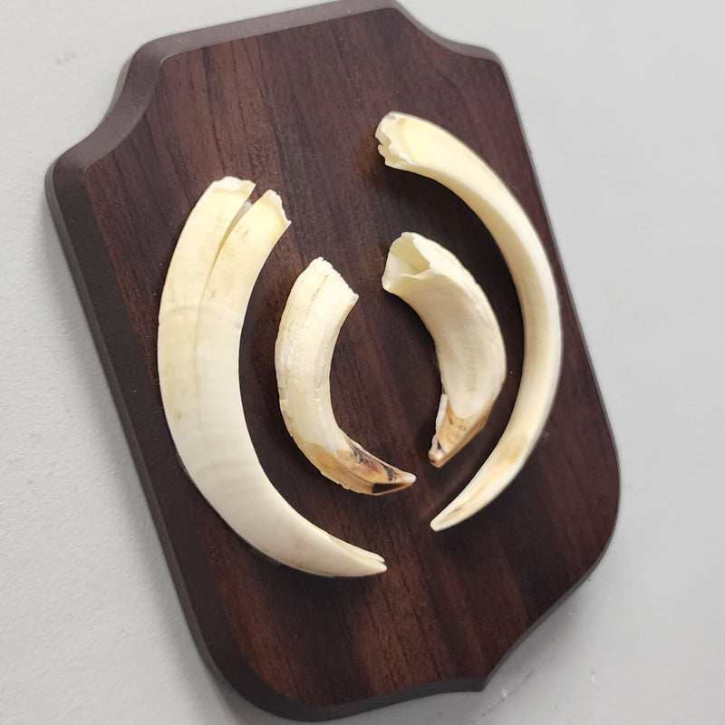 Warthog Tusk Set B