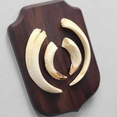 Warthog Tusk Set B