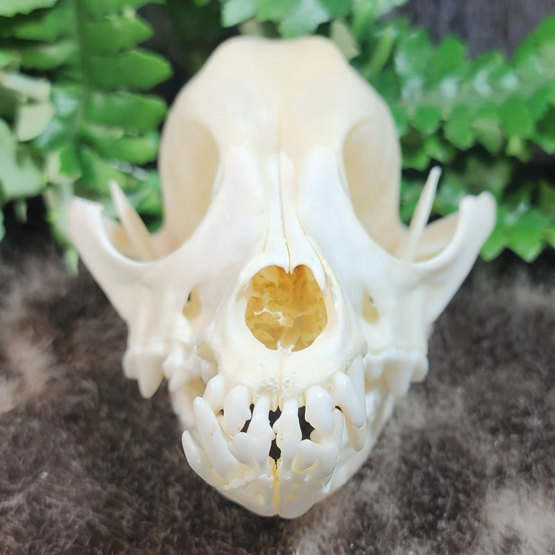 Dog Skull A (B GRADE)