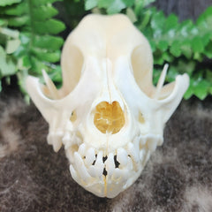 Dog Skull A (B GRADE)
