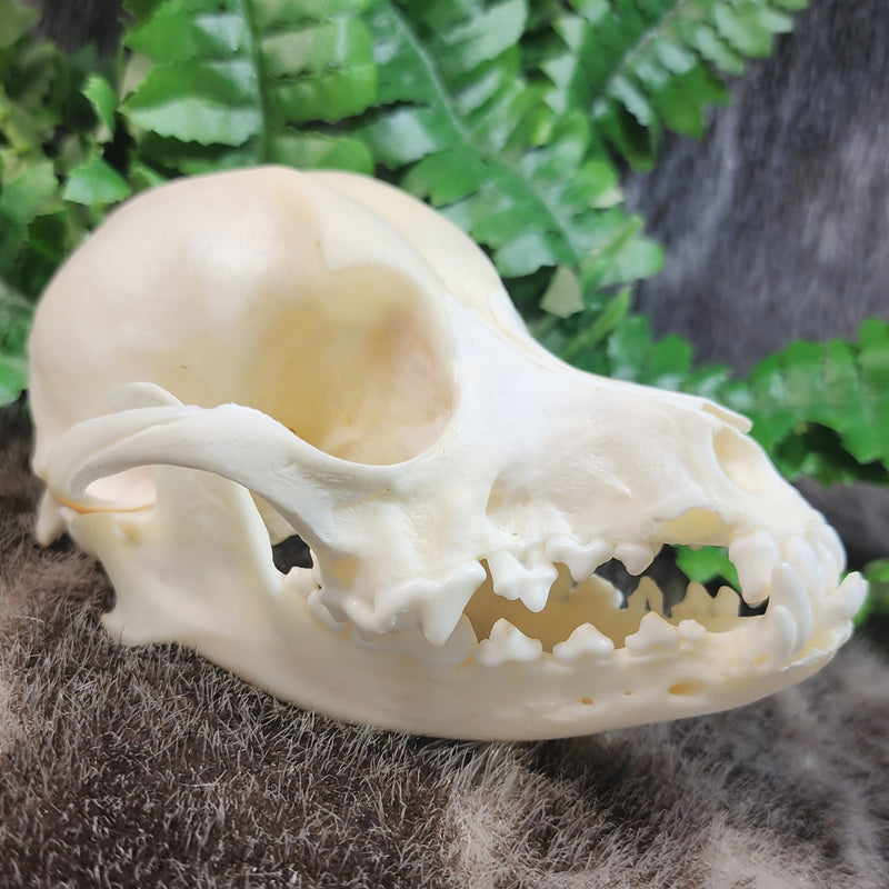 Dog Skull A (B GRADE)