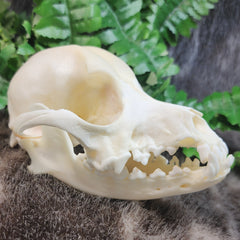 Dog Skull A (B GRADE)