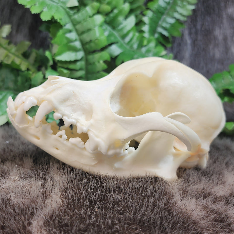 Dog Skull A (B GRADE)