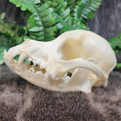 Dog Skull A (B GRADE)