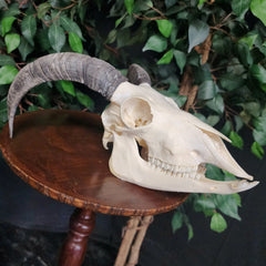 Goat Skull, B