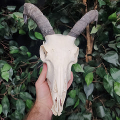 Goat Skull, B