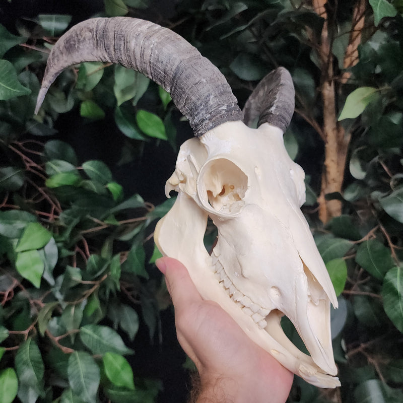 Goat Skull, B
