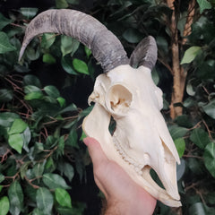 Goat Skull, B